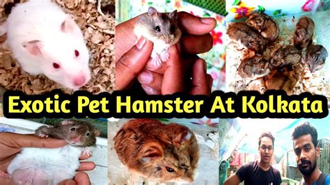 hamster video indian